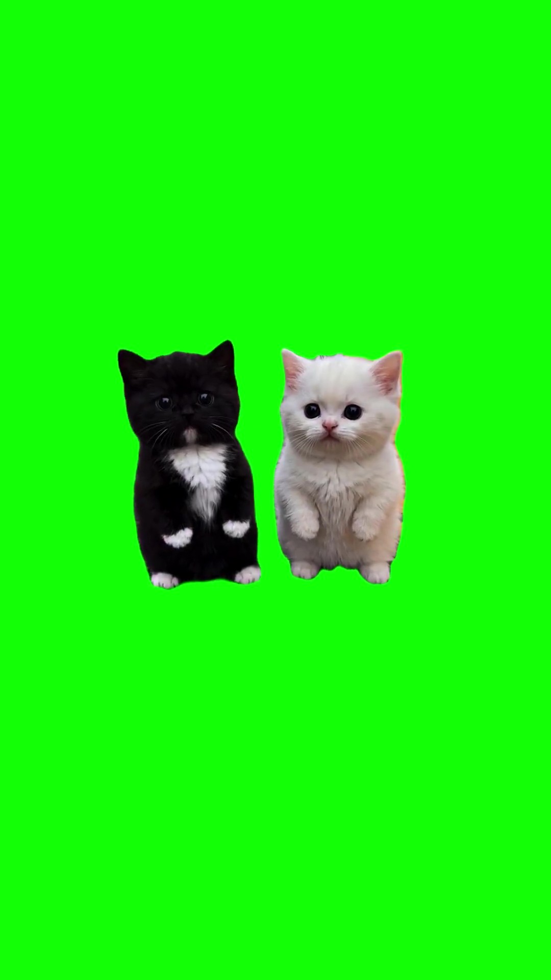Work work kitten green screen