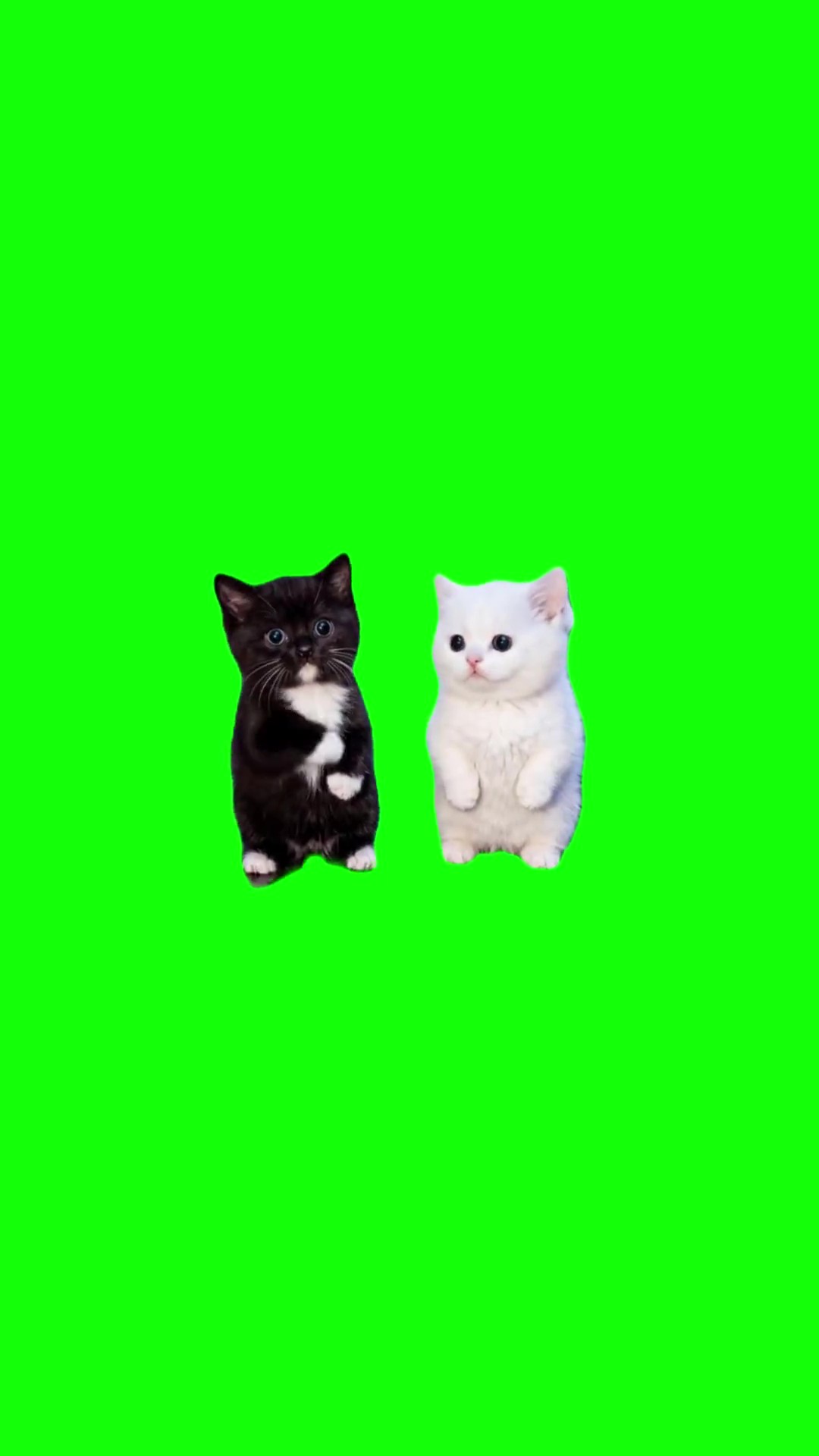 Work work kittens