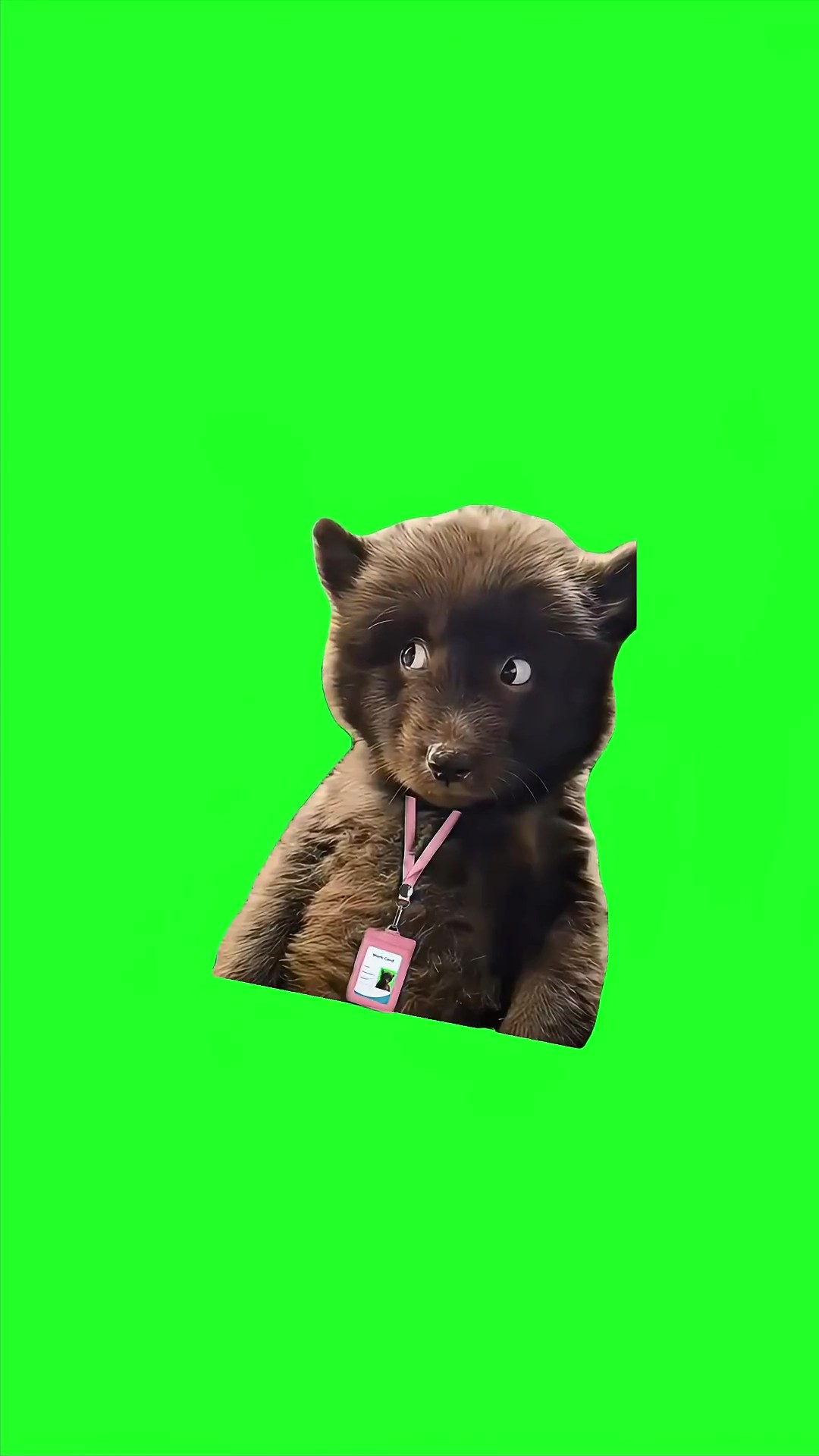 Working Bear Sideeye