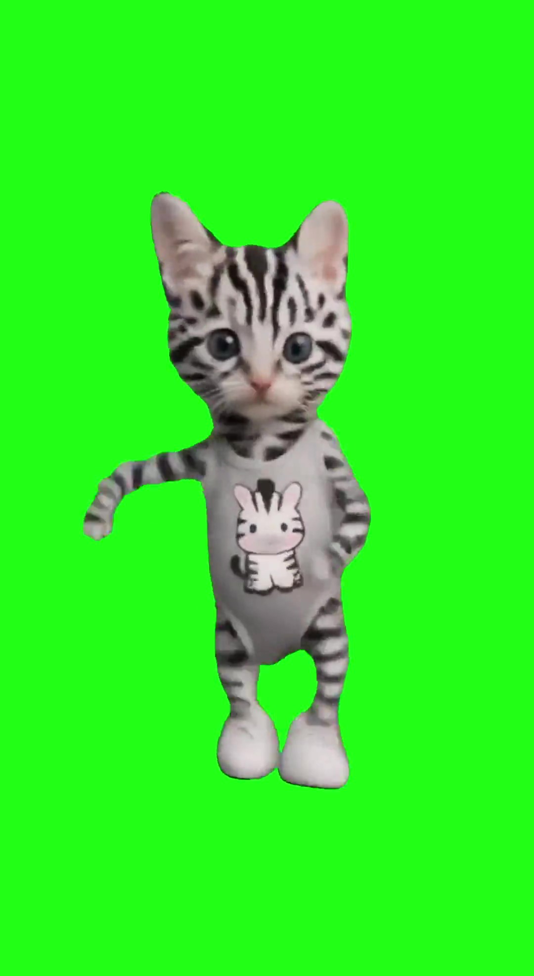 Zebra Cat Dance green screen