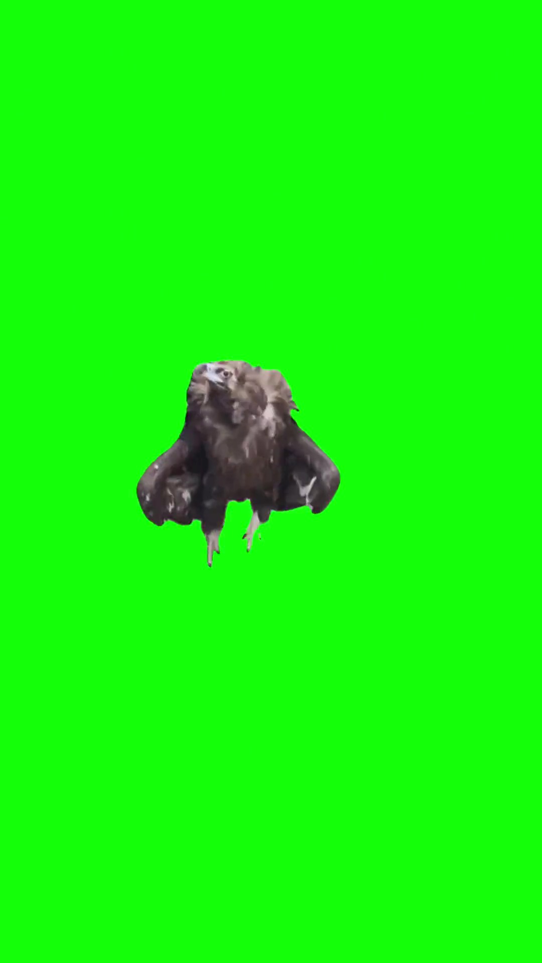 ZoomZoom Eagle green screen