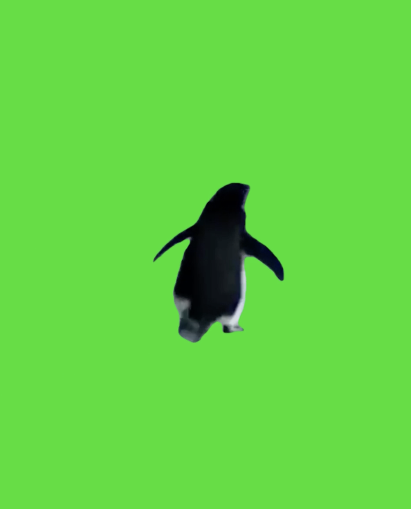 but why penguin walking green screen