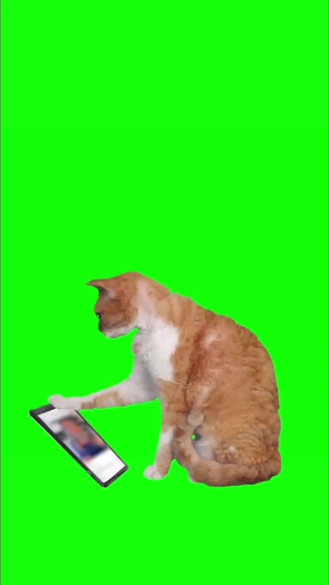 cat doom scrolling green screen