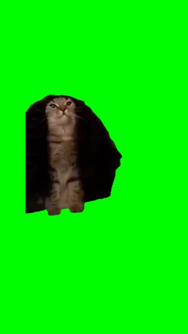 cucu cucurella Cat green screen