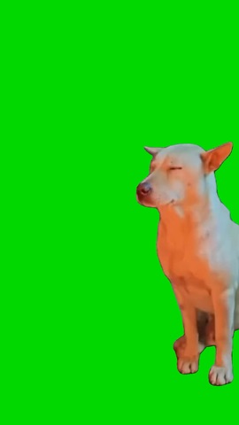 he tryna ignore it Dog green screen