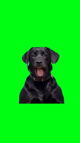how are you gonna tell me about something you've never seen green screen