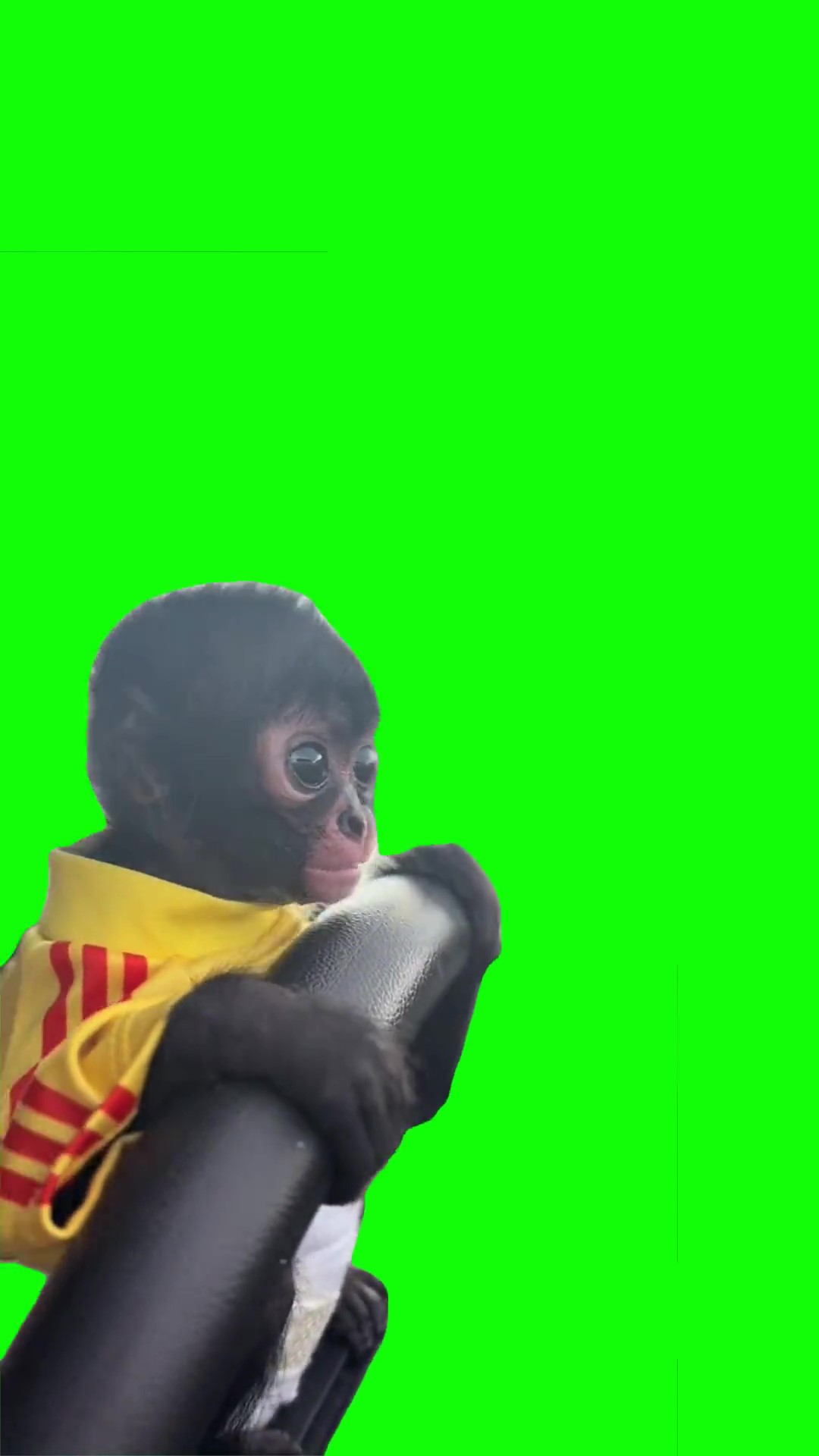 little monkey driving green screen