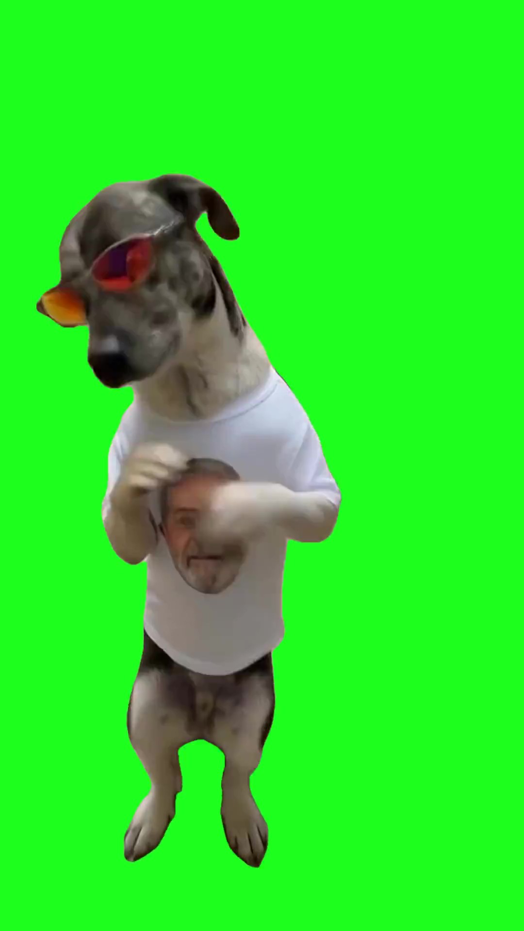 Perro bailando dog dance trend green screen