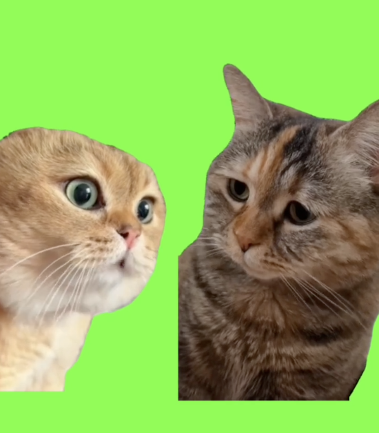 Two cats talking green screen